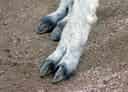 アルパカの写真 7
